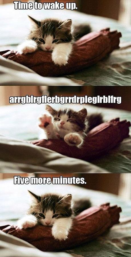 funny-cat-kitten-waking-up-bed
