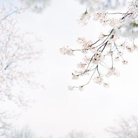 ochabang:

sakura style by mizulys on Flickr.