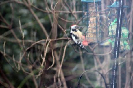 pic épeiche 001.jpg