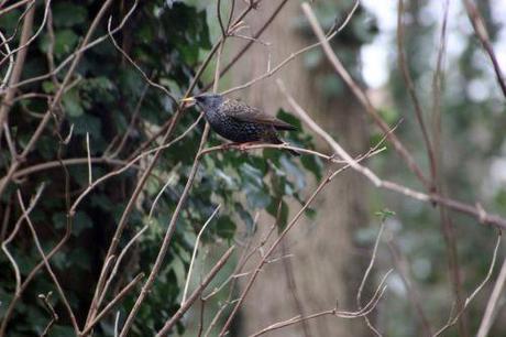 étourneau 1 24 janv 2014 007 (2).jpg