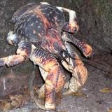 Birgus Latro – Le Crabe de Cocotier Birgus Latro 03