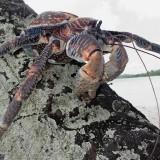 Birgus Latro – Le Crabe de Cocotier Birgus Latro 07