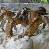 Birgus Latro – Le Crabe de Cocotier Birgus Latro 09