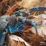 Birgus Latro – Le Crabe de Cocotier Birgus Latro 06