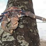 Birgus Latro – Le Crabe de Cocotier Birgus Latro 08