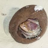 Birgus Latro – Le Crabe de Cocotier Birgus Latro 05