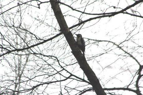 5 pic épeiche romi 11 mars 2012 001 (1).jpg