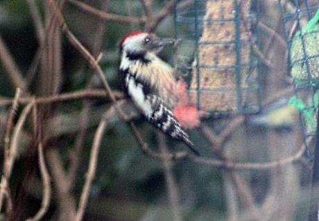 pic mar 1 rec pp 001.jpg