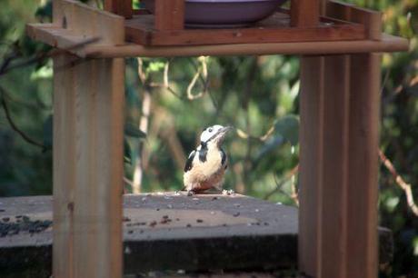 3 pic épeiche oiseaux 12 mars 2012 037.jpg