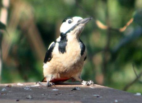 4 pic épeiche oiseaux 12 mars 2012 037 (3).jpg