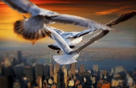 Regarder le monde depuis le point de vue d’oiseaux en vol
