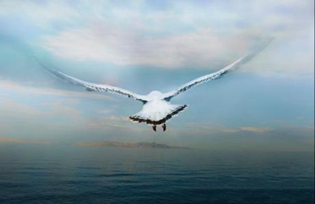 Regarder le monde depuis le point de vue d’oiseaux en vol