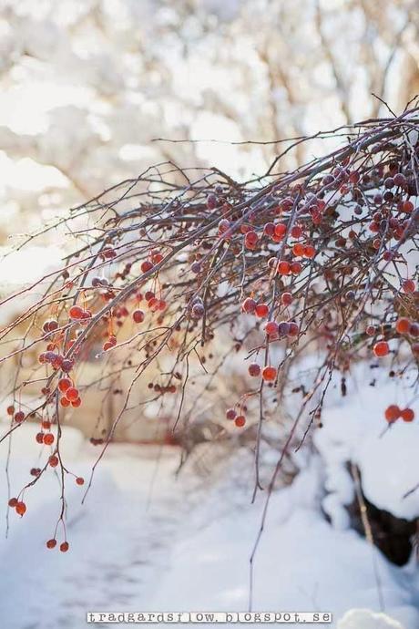 baies sous la neige Tradgardsflow via Nat et nature Semaine 4 sur les blogs déco