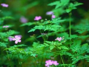 Fleurs dans la forêt.