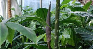 Dracontium-pittieri-01 Dracontium-pittieri-01