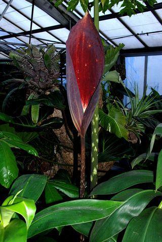 Dracontium pittieri_02 Dracontium pittieri_02