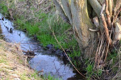 Perfect Sunday ! La nature en Flandres