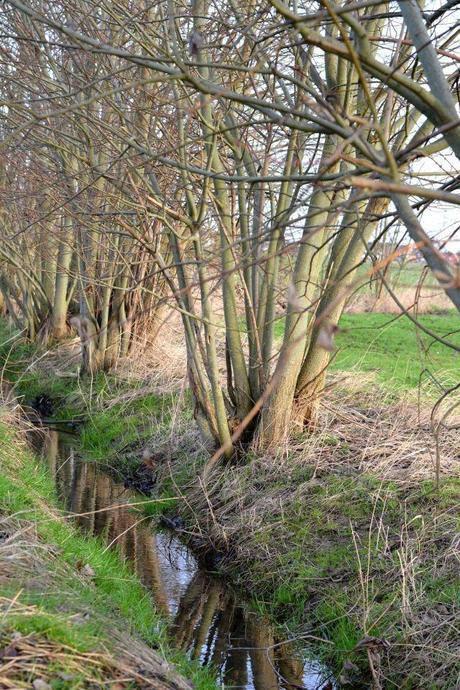 La nature en Flandres 2