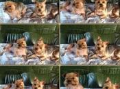 Adoption d'un couple yorkshire chez chiens galgos