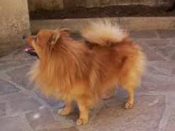 Tout, tout, tout, sur le chien…… Image