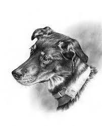 Tout, tout, tout, sur le chien…… imagesDF8VGEIL