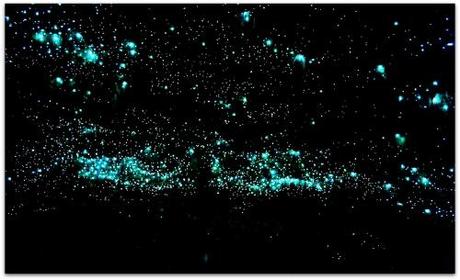 Waitomo-Glowworm-Caves-une-grotte-recouverte-de-vers-luisants-en-Nouvelle-Zélande-photo-09888.jpg
