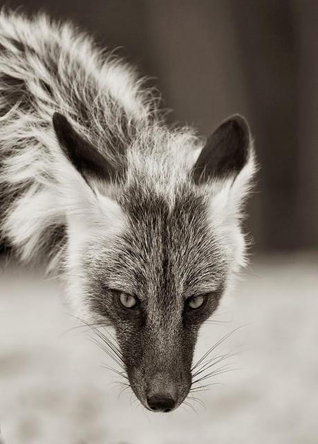 jour, j'ai attrapé comme jeune renard