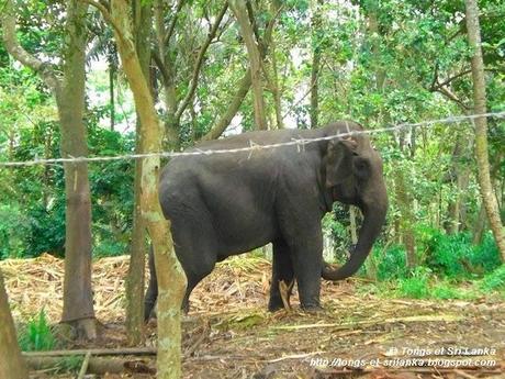 Mon premier voyage au Sri Lanka : 2008 ou l’année de la découverte d’un pays à l’état brut