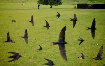 swallows (400x253)