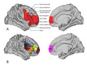 NEURO: Découverte d'une zone cérébrale unique à l'Homme – Neuron