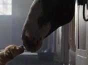Budweiser pour Superbowl 2014 avec chiot chevaux