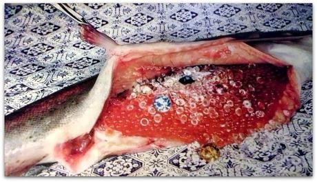 Pierres précieuses et petit poisson farci...!