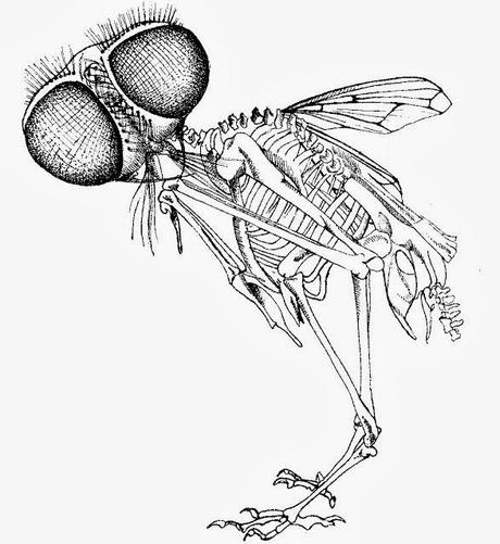 Illustrations : Animalité