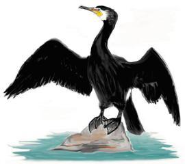 Cormoran
