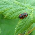 Une de nos coccinelles les plus efficaces contre les pucerons