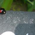 Une coccinelle asiatique aux multiples aspects…