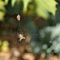 Coccinelle prise au piège de l'épeire diadème