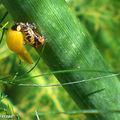 Heureux événements dans la famille coccinelle...