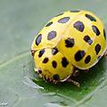 La coccinelle à 22 points se nourrit de champignons...