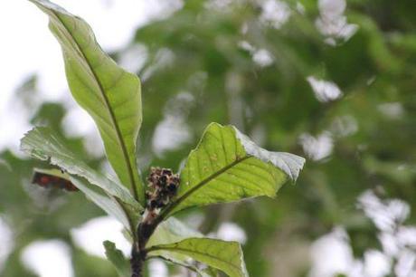 5 eriobotrya veneux 31 janv 2014 002.jpg