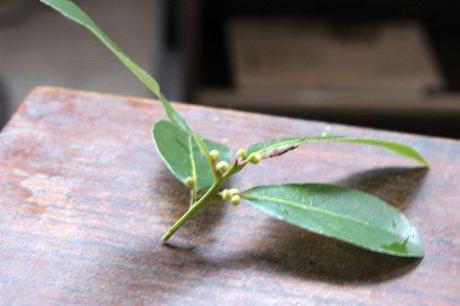 c laurus veneux 31 janv 2014 007.jpg