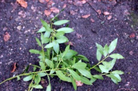 a laurus veneux 31 janv 2014 003.jpg