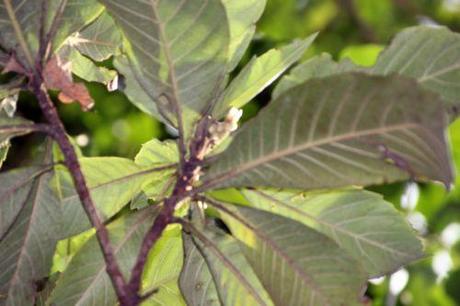 3 eriobotrya 8 janv 2014 002.jpg