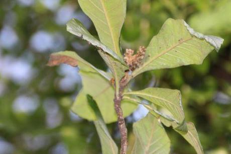 4 eriobotrya 8 janv 2014 003.jpg