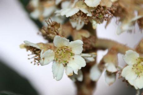 1 eriobotrya paris 1 dec 2013 159 (3).jpg