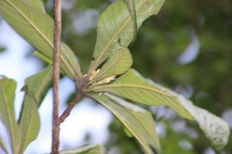 2 eriobotrya 8 janv 2014 001.jpg