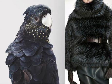 BirdsFur
