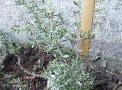 Pour février quelle bouture marcottage cépée