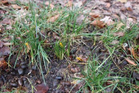 1 crocus veneux 31 janv 2014 020.jpg