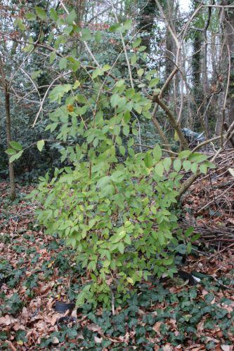 5 lonicera veneux 31 janv 2014 016.jpg